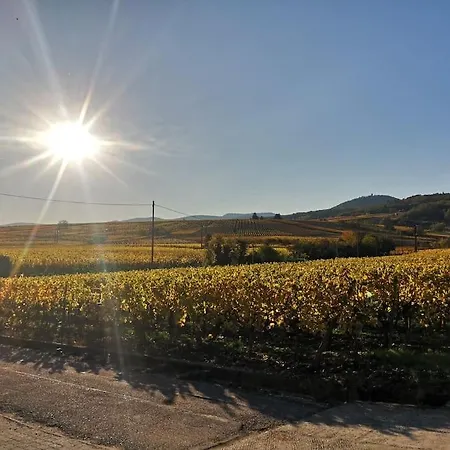 Le Cocon De Jeannette Bergheim